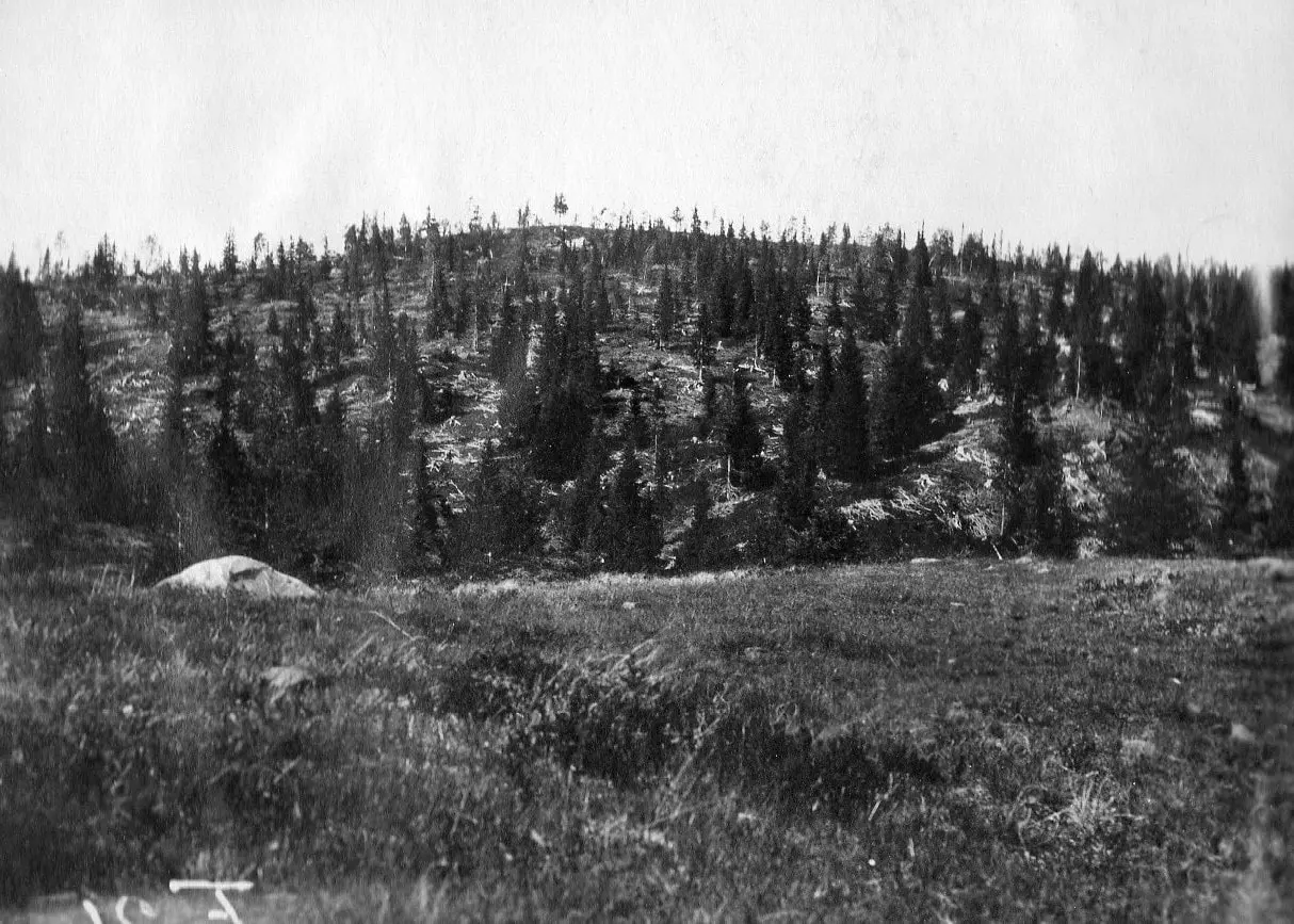Skogen i Trøndelag