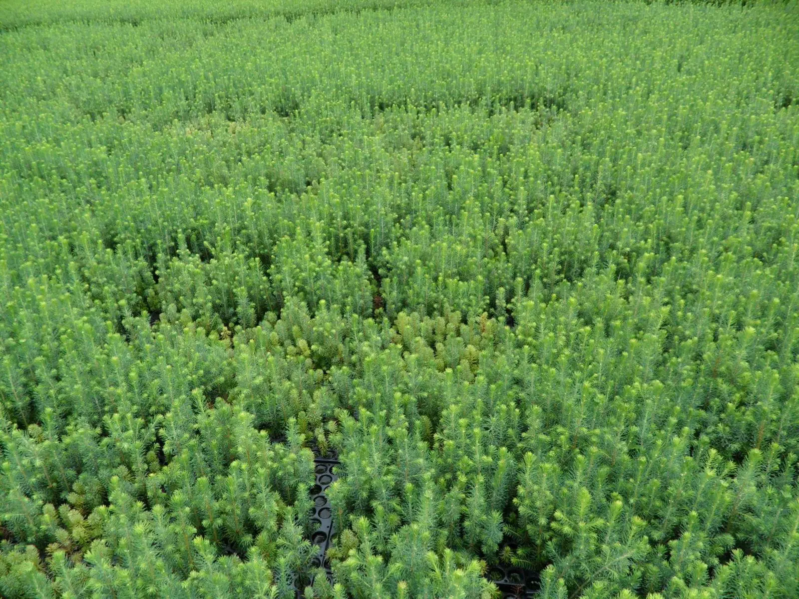 Endelig kommer det granfrø fra Bastøy frøplantasje