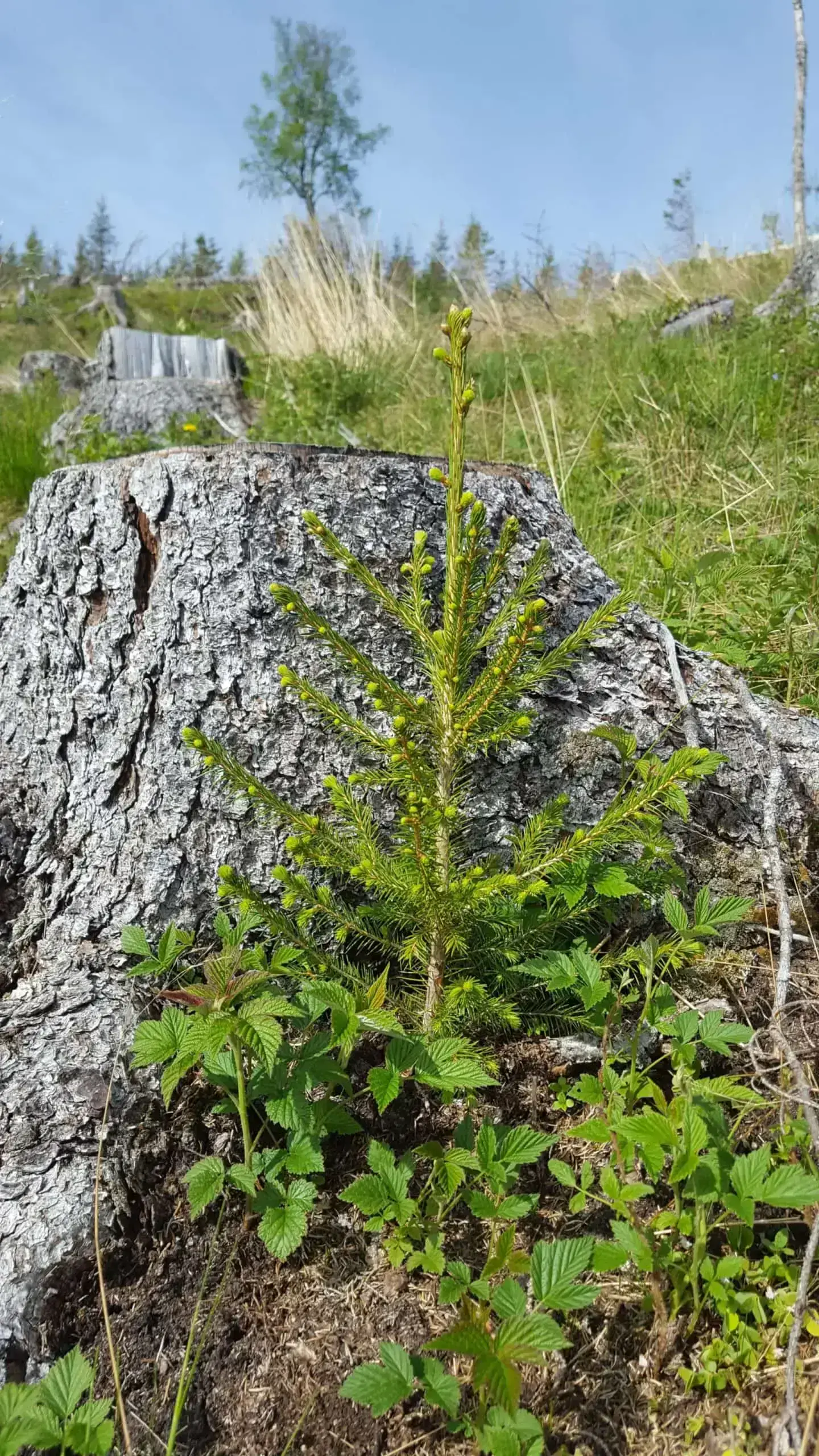 Plantetips