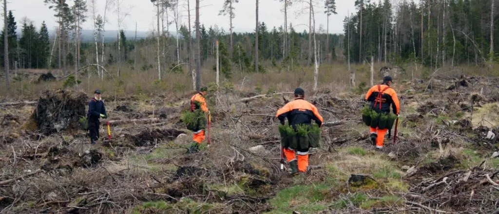 Bli med på nasjonal dugnad for skogplanting