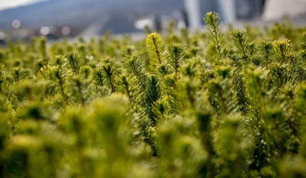 60 millioner kroner til skogplanter våren 2020