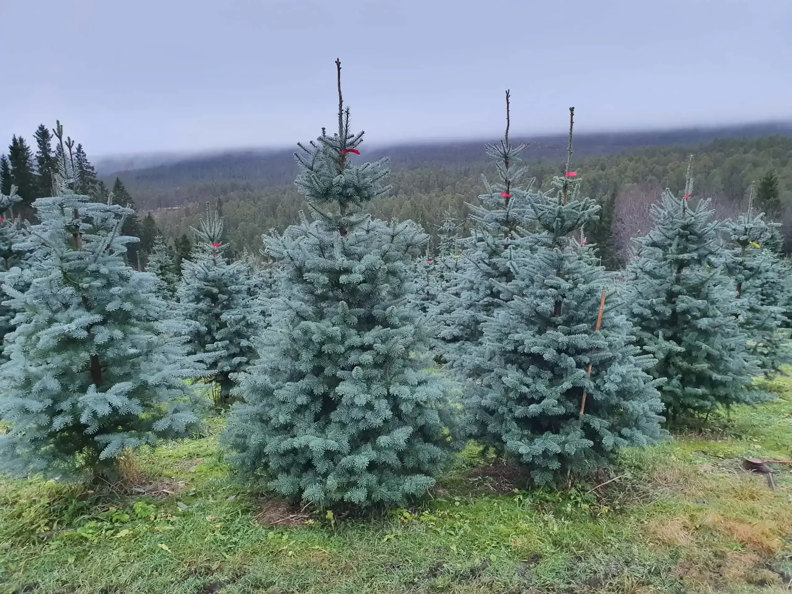 Kunsten å dyrke vakre juletrær!