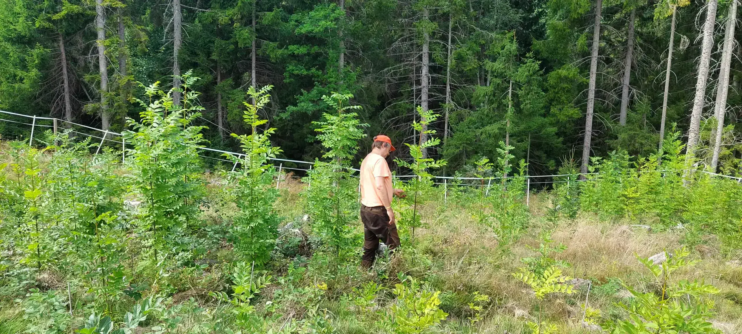 Fagseminar Skog 22. juni på Kvatninga