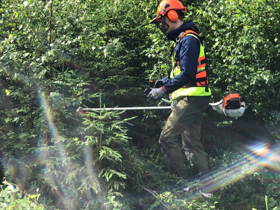 Vil du ha sommerjobb i skogen? (2024)