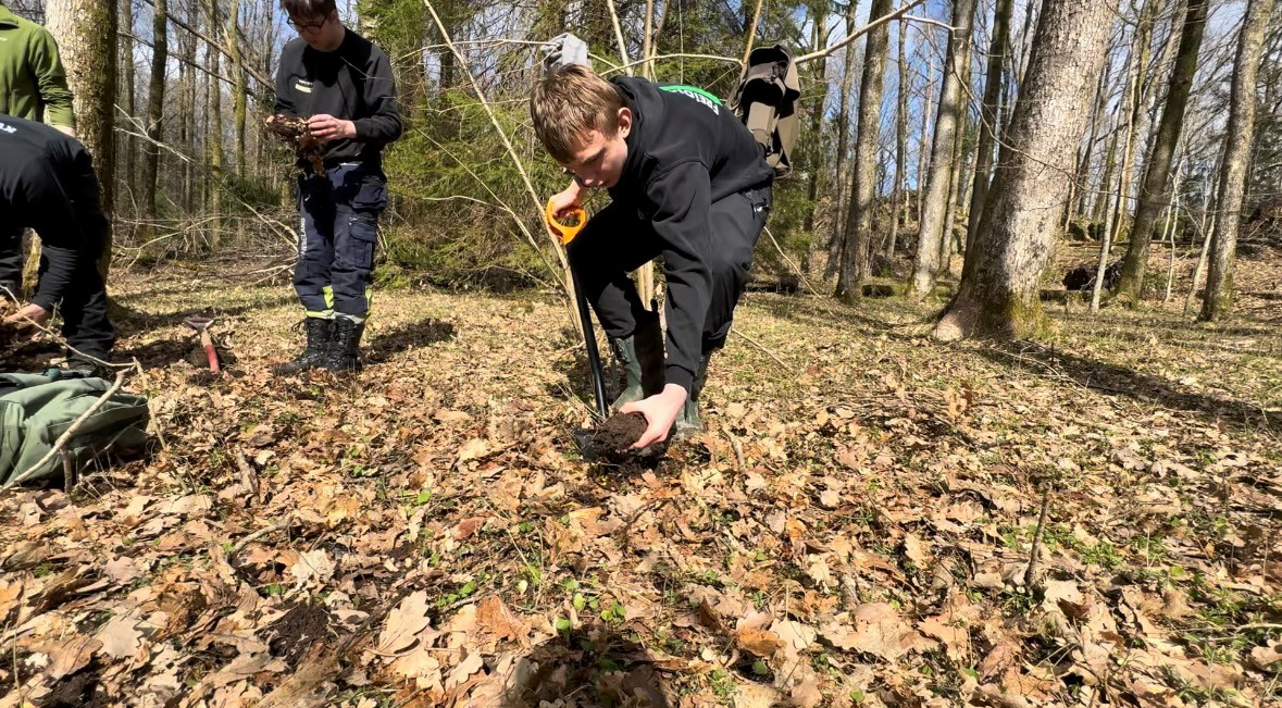 Eikeplanting i Agder