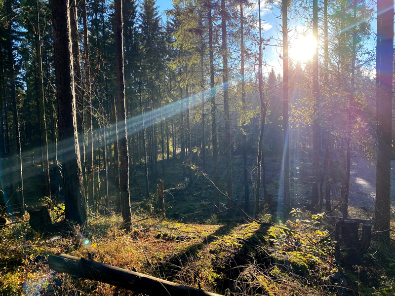 Flere aktive skogeiere – en nøkkel for framtidsskogen