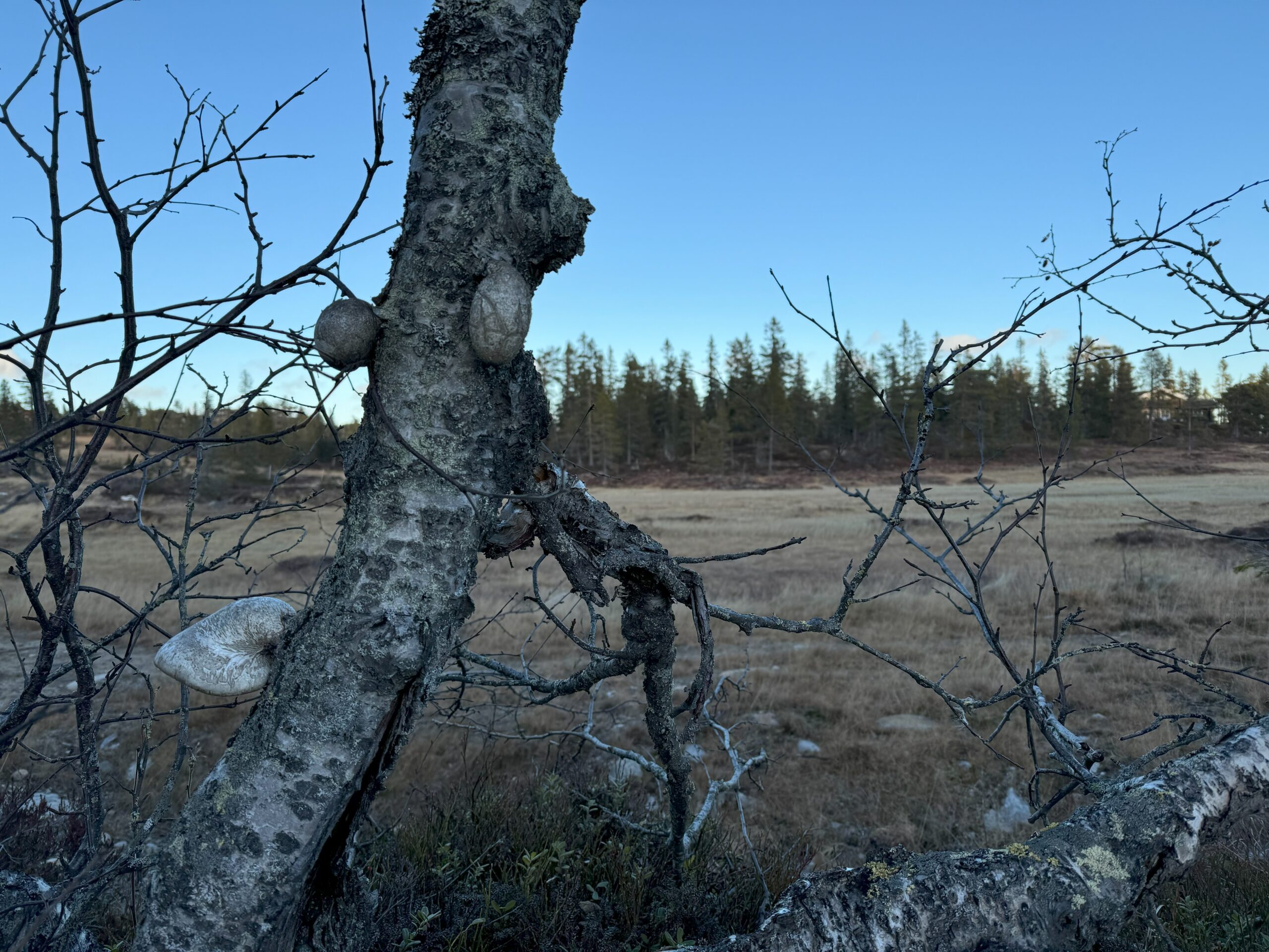 Høstens aktiviteter hos Skogselskapet i Buskerud og Telemark