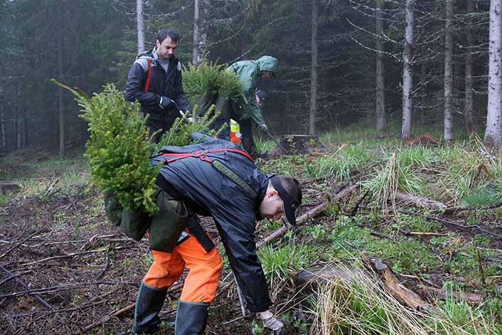 Gratis webinar: Skog – viktige moment før planting!