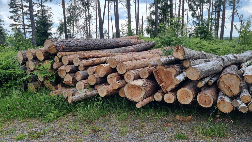 Flerbruksprosjekt i skog om alternative hogstformer