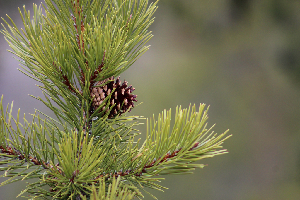 Furu – en klimavinner i trønderskogen?