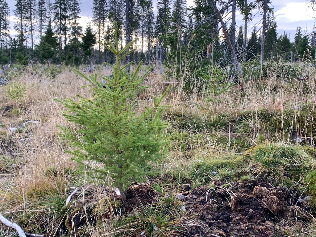 Feltmøter skogkultur